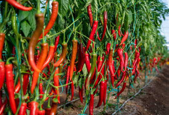 Chilli(লঙ্কা )